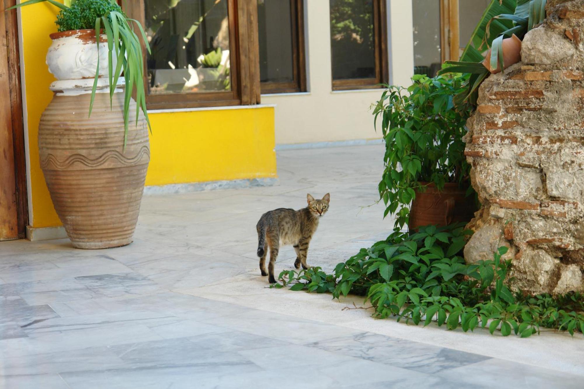 Verdelis Inn Epidaurus Εξωτερικό φωτογραφία